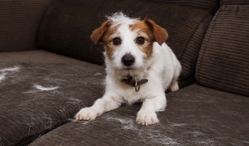 How to Keep a Cleaner Home During Shedding Season with a Pet Broom & Spin Mop