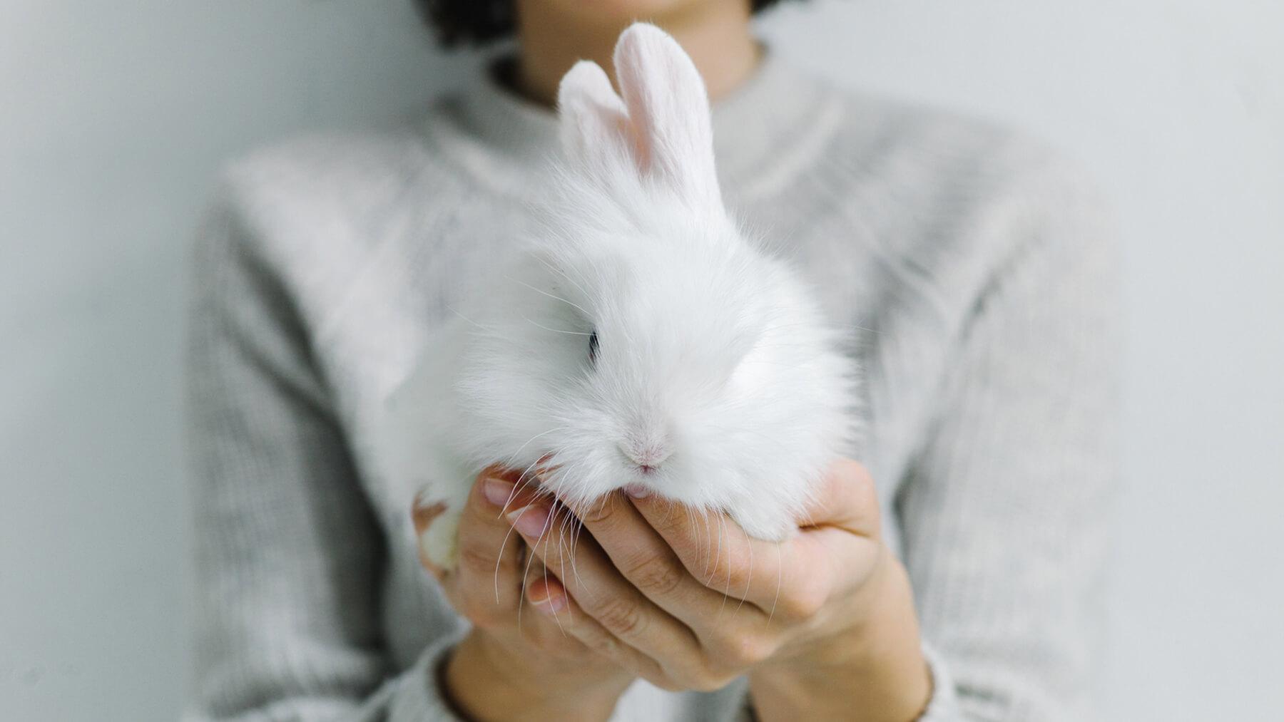 Cruelty-free cleaning is more than just a fad | Infuse by Casabella Blog